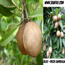 SBJEI -FRESH SAPODILLA
